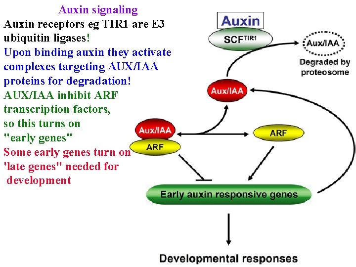 Auxin signaling Auxin receptors eg TIR 1 are E 3 ubiquitin ligases! Upon binding