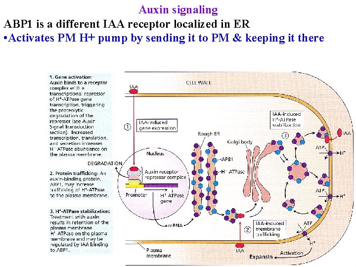 Auxin signaling ABP 1 is a different IAA receptor localized in ER • Activates