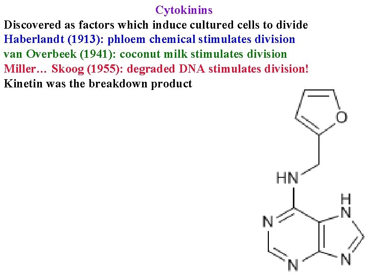 Cytokinins Discovered as factors which induce cultured cells to divide Haberlandt (1913): phloem chemical