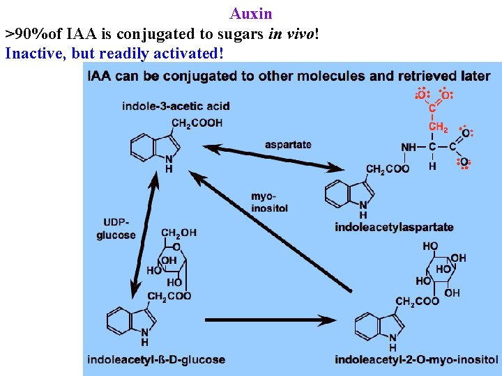 Auxin >90%of IAA is conjugated to sugars in vivo! Inactive, but readily activated! 