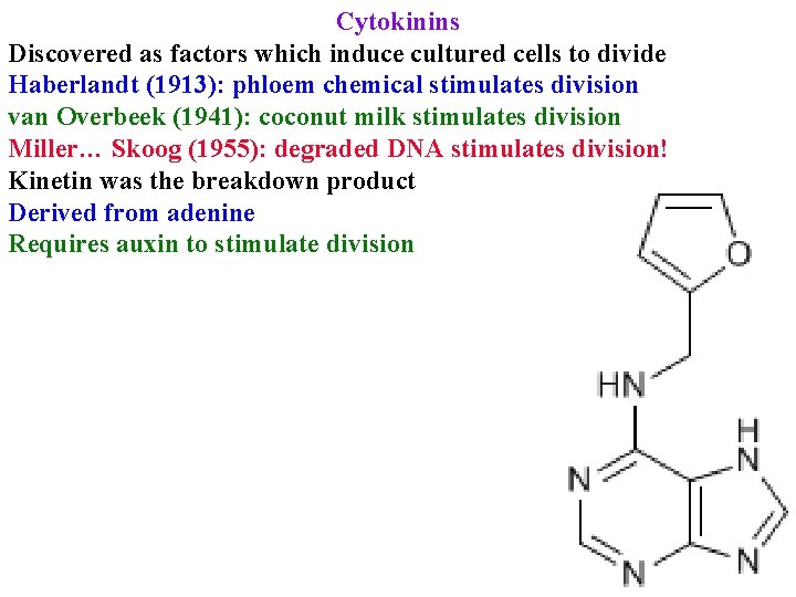 Cytokinins Discovered as factors which induce cultured cells to divide Haberlandt (1913): phloem chemical