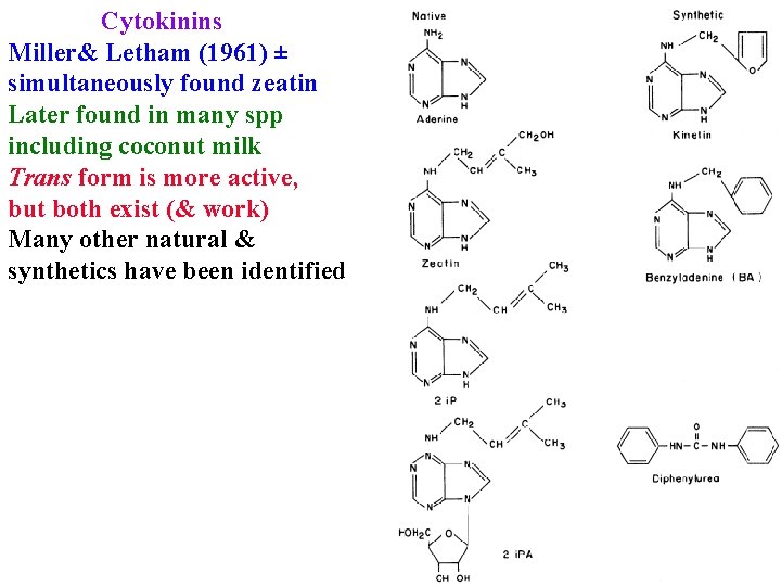 Cytokinins Miller& Letham (1961) ± simultaneously found zeatin Later found in many spp including