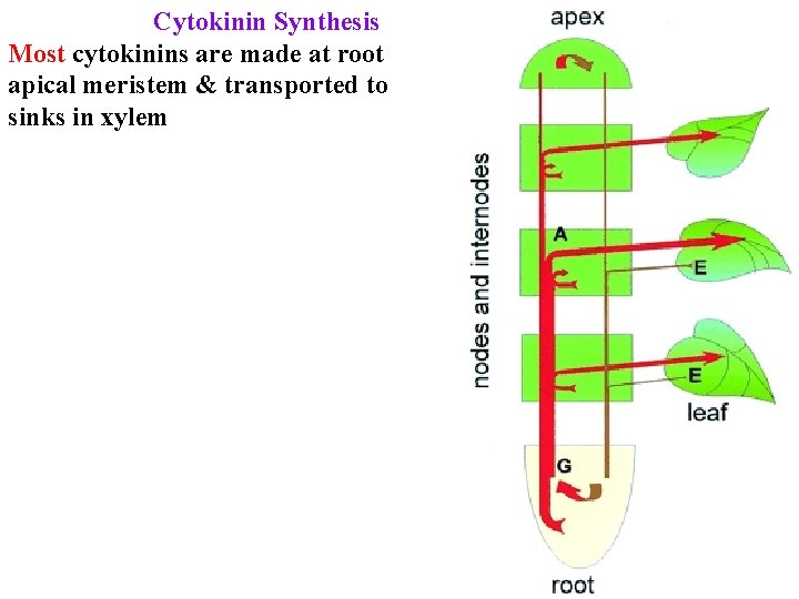 Cytokinin Synthesis Most cytokinins are made at root apical meristem & transported to sinks
