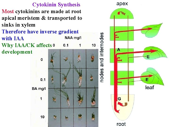 Cytokinin Synthesis Most cytokinins are made at root apical meristem & transported to sinks