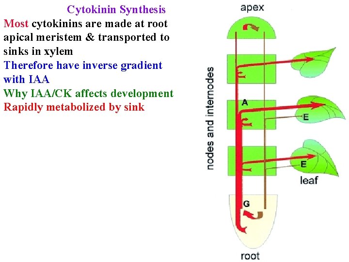 Cytokinin Synthesis Most cytokinins are made at root apical meristem & transported to sinks