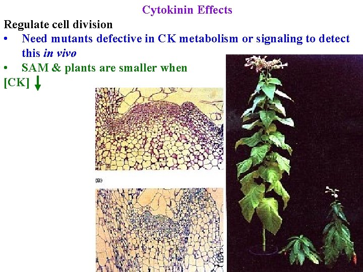 Cytokinin Effects Regulate cell division • Need mutants defective in CK metabolism or signaling Cytokinin Effects Regulate cell division • Need mutants defective in CK metabolism or signaling