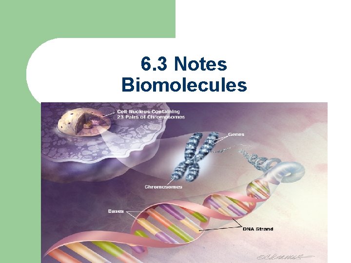 6. 3 Notes Biomolecules 