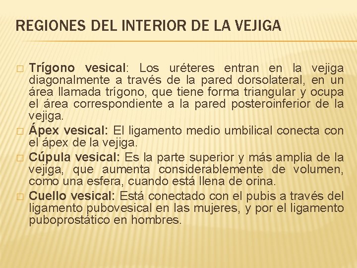 REGIONES DEL INTERIOR DE LA VEJIGA � � Trígono vesical: Los uréteres entran en