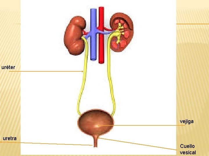 uréter vejiga uretra Cuello vesical 