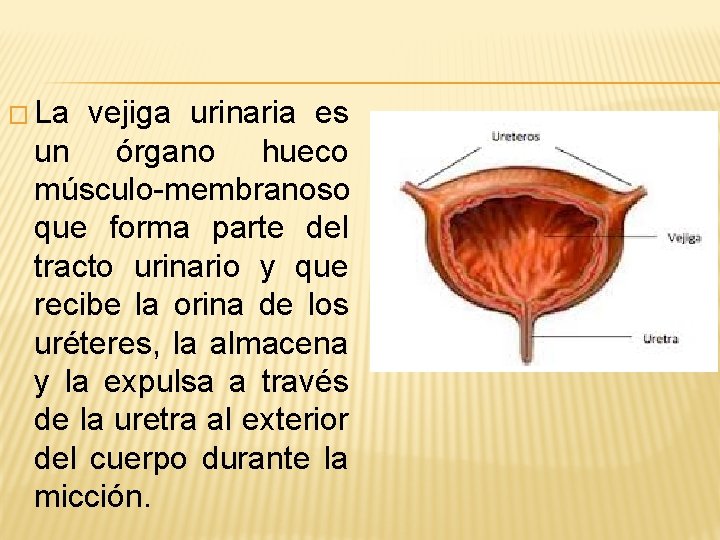 � La vejiga urinaria es un órgano hueco músculo-membranoso que forma parte del tracto