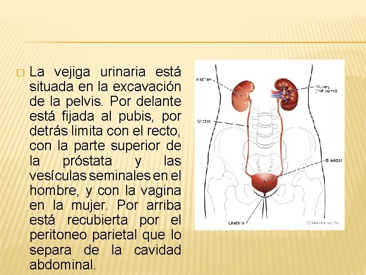 � La vejiga urinaria está situada en la excavación de la pelvis. Por delante