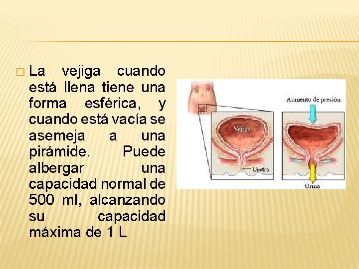� La vejiga cuando está llena tiene una forma esférica, y cuando está vacía