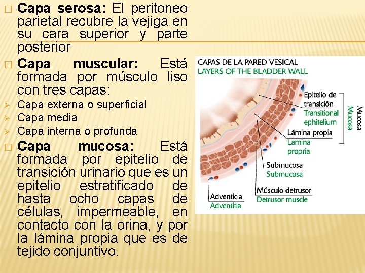 Capa serosa: El peritoneo parietal recubre la vejiga en su cara superior y parte