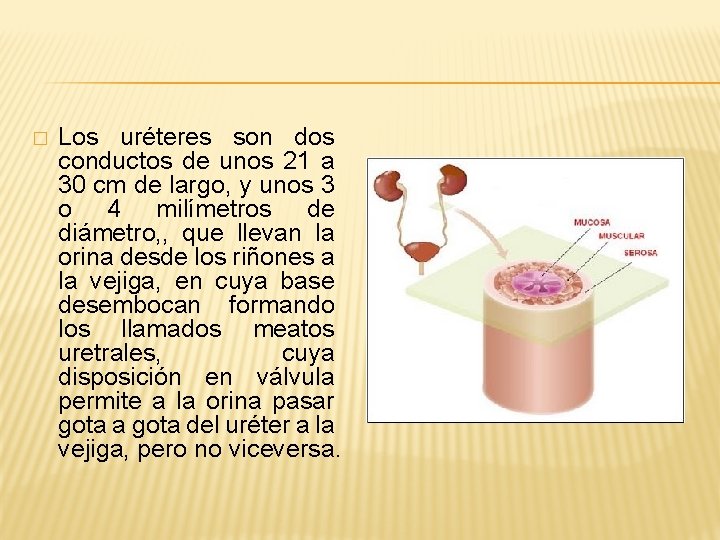 � Los uréteres son dos conductos de unos 21 a 30 cm de largo,