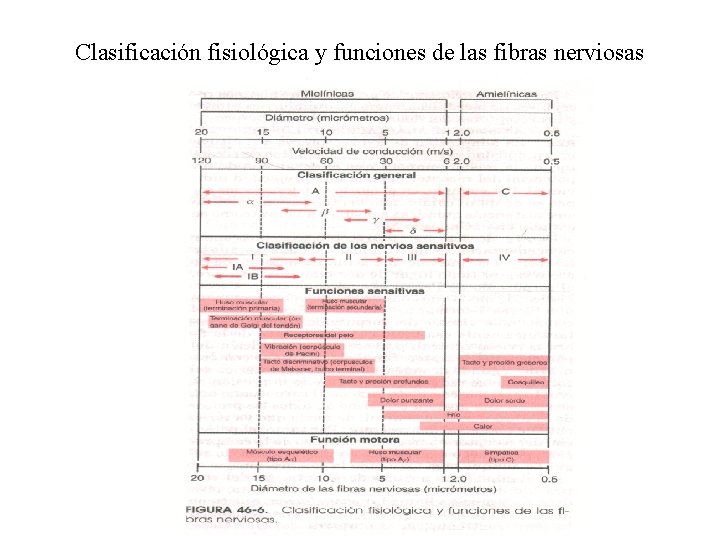 Clasificación fisiológica y funciones de las fibras nerviosas 