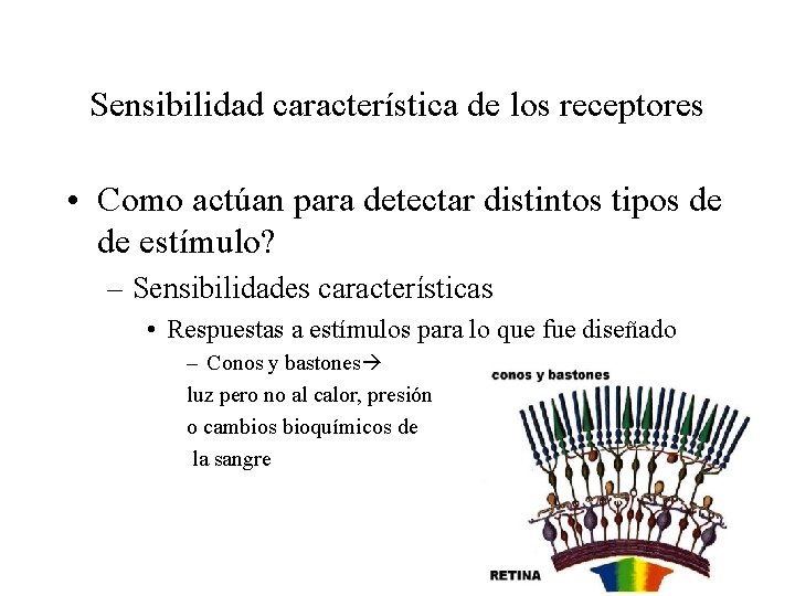 Sensibilidad característica de los receptores • Como actúan para detectar distintos tipos de de