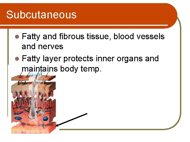 Subcutaneous l Fatty and fibrous tissue, blood vessels and nerves l Fatty layer protects