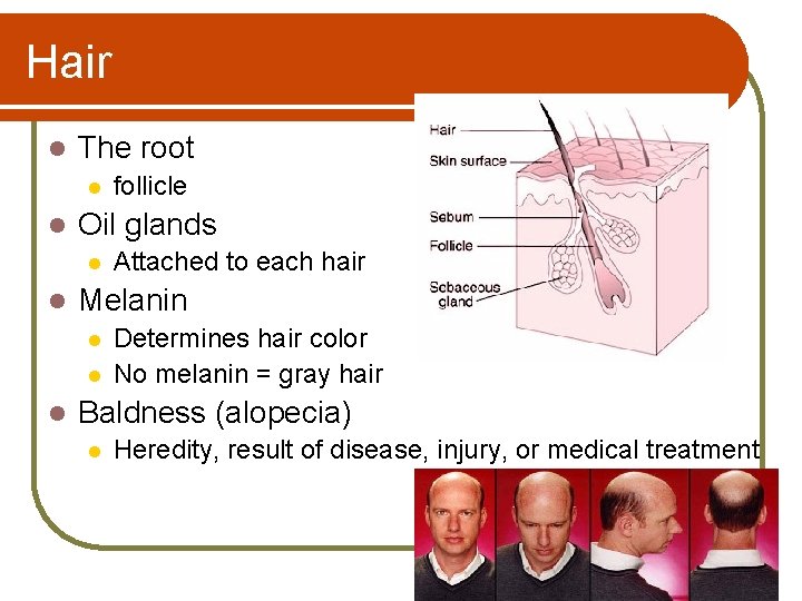 Hair l The root l l Oil glands l l Attached to each hair