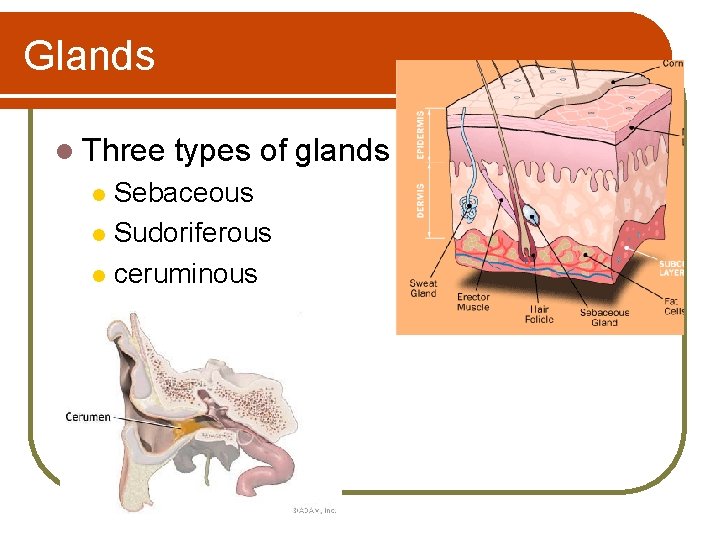 Glands l Three types of glands Sebaceous l Sudoriferous l ceruminous l 