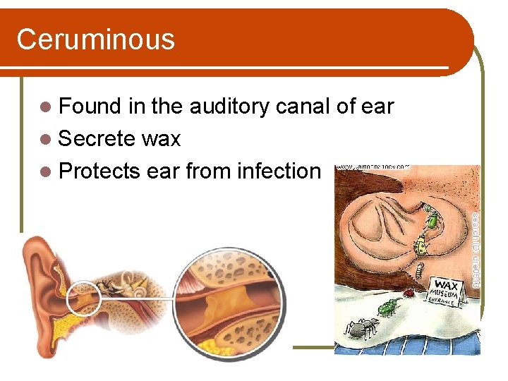 Ceruminous l Found in the auditory canal of ear l Secrete wax l Protects