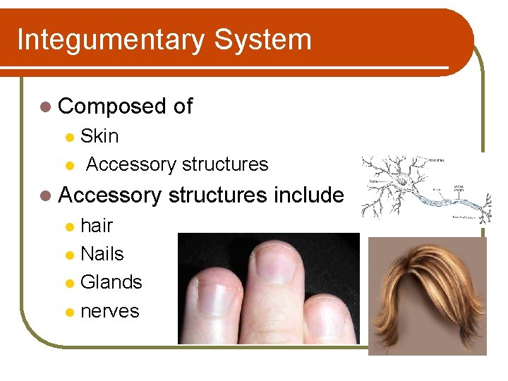 Integumentary System l Composed of Skin l Accessory structures l l Accessory hair l