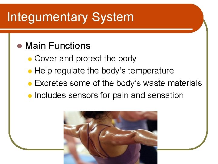 Integumentary System l Main Functions Cover and protect the body l Help regulate the