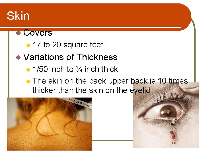 Skin l Covers l 17 to 20 square feet l Variations of Thickness 1/50