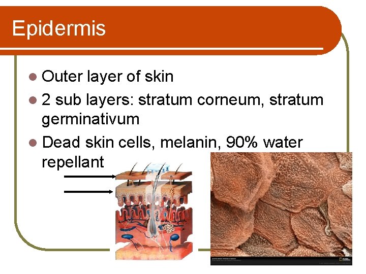 Epidermis l Outer layer of skin l 2 sub layers: stratum corneum, stratum germinativum
