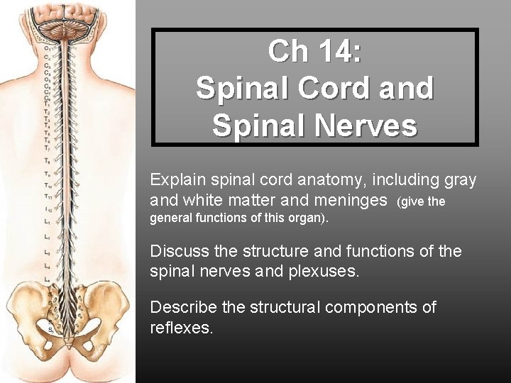 Ch 14: Spinal Cord and Spinal Nerves Explain spinal cord anatomy, including gray and