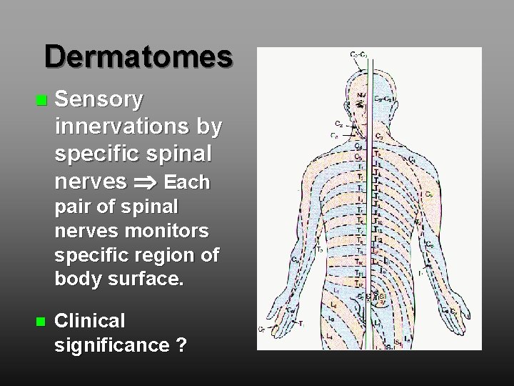 Dermatomes Sensory innervations by specific spinal nerves Each pair of spinal nerves monitors specific