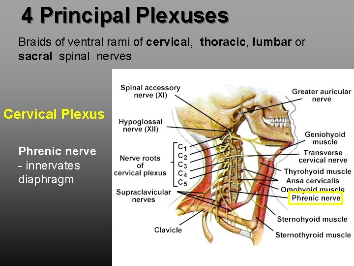 4 Principal Plexuses Braids of ventral rami of cervical, thoracic, lumbar or sacral spinal