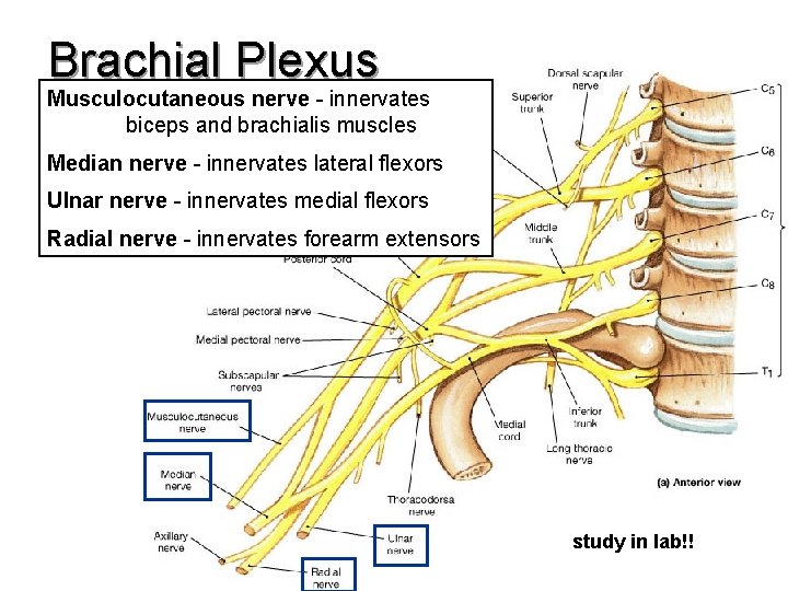 Brachial Plexus Musculocutaneous nerve - innervates biceps and brachialis muscles Median nerve - innervates