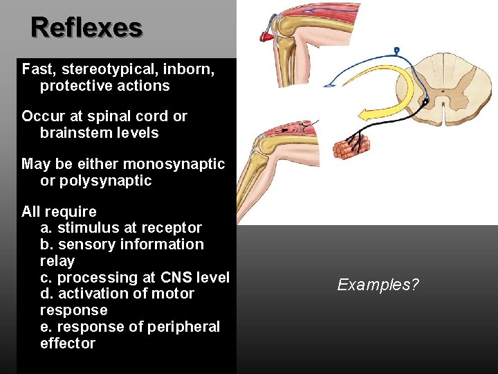 Reflexes Fast, stereotypical, inborn, protective actions Occur at spinal cord or brainstem levels May