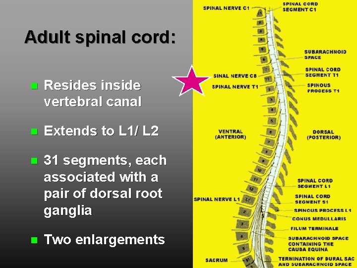 Adult spinal cord: Resides inside vertebral canal Extends to L 1/ L 2 31