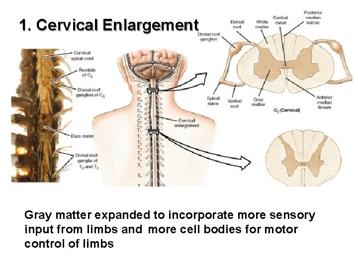 1. Cervical Enlargement Gray matter expanded to incorporate more sensory input from limbs and