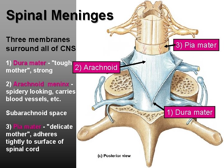 Spinal Meninges Three membranes surround all of CNS 1) Dura mater - "tough mother",