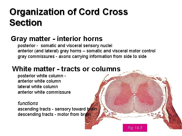 Organization of Cord Cross Section Gray matter - interior horns posterior - somatic and