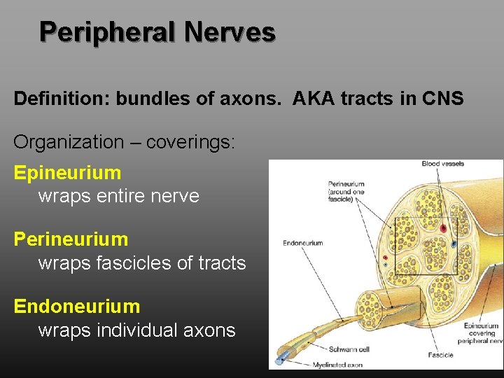 Peripheral Nerves Definition: bundles of axons. AKA tracts in CNS Organization – coverings: Epineurium