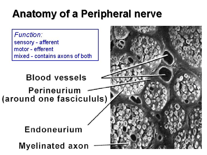 Anatomy of a Peripheral nerve Function: sensory - afferent motor - efferent mixed -