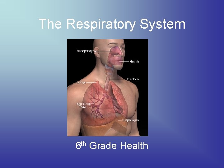 The Respiratory System 6 th Grade Health 