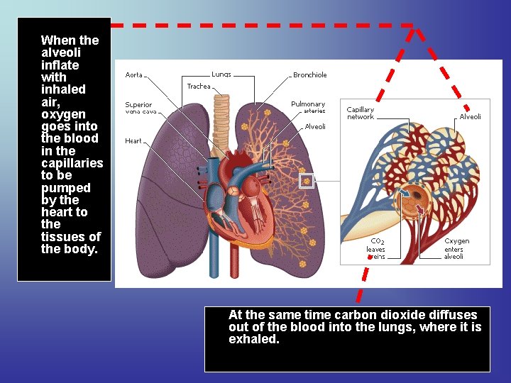 When the alveoli inflate with inhaled air, oxygen goes into the blood in the