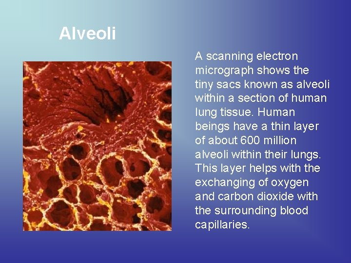 Alveoli A scanning electron micrograph shows the tiny sacs known as alveoli within a