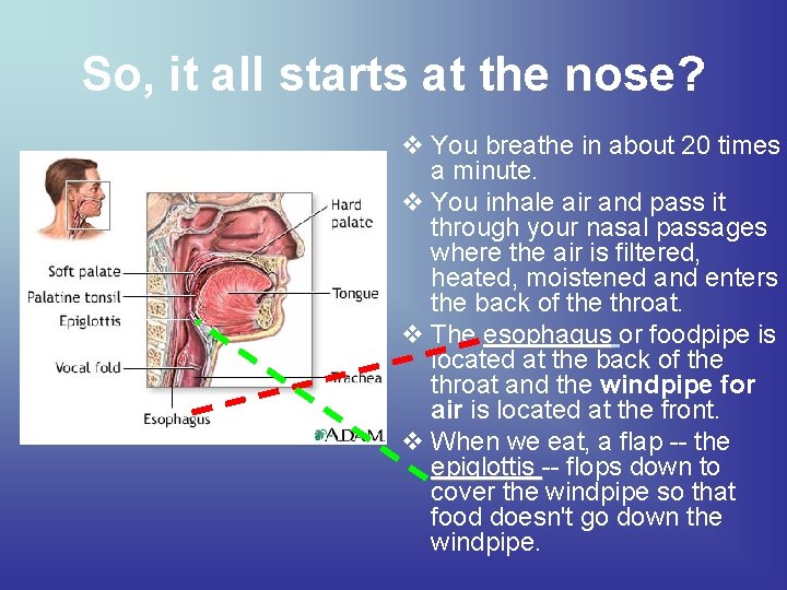 So, it all starts at the nose? v You breathe in about 20 times