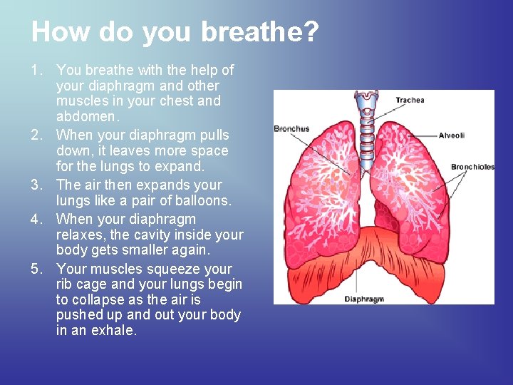 How do you breathe? 1. You breathe with the help of your diaphragm and