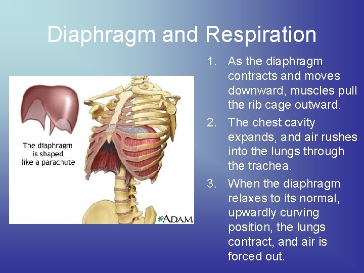 Diaphragm and Respiration 1. As the diaphragm contracts and moves downward, muscles pull the