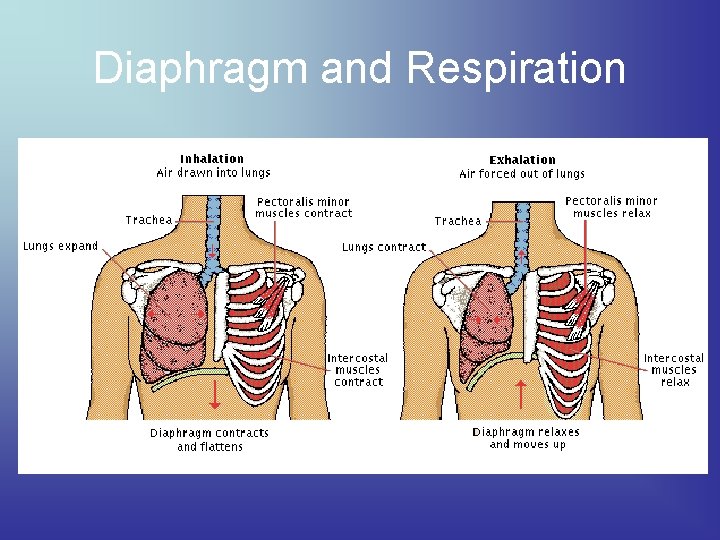Diaphragm and Respiration 