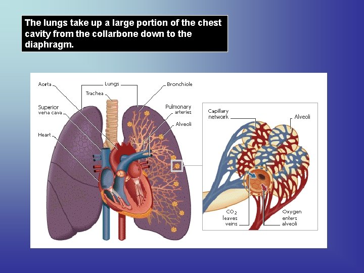 The lungs take up a large portion of the chest cavity from the collarbone