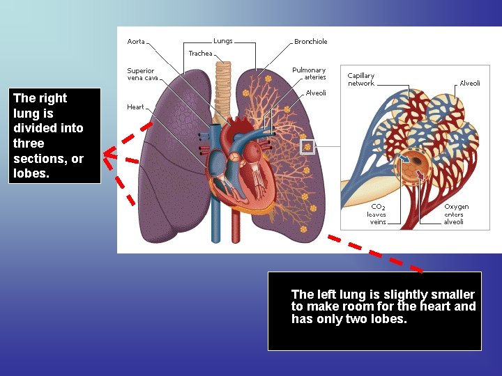 The right lung is divided into three sections, or lobes. The left lung is