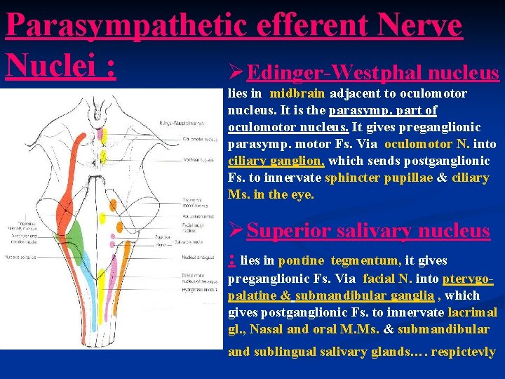 Parasympathetic efferent Nerve Nuclei : ØEdinger-Westphal nucleus lies in midbrain adjacent to oculomotor nucleus.