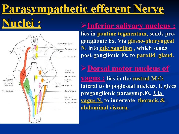 Parasympathetic efferent Nerve Nuclei : ØInferior salivary nucleus : lies in pontine tegmentum, sends
